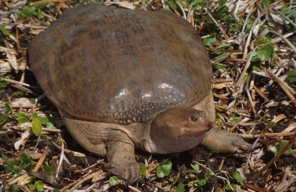 佛罗里达鳖