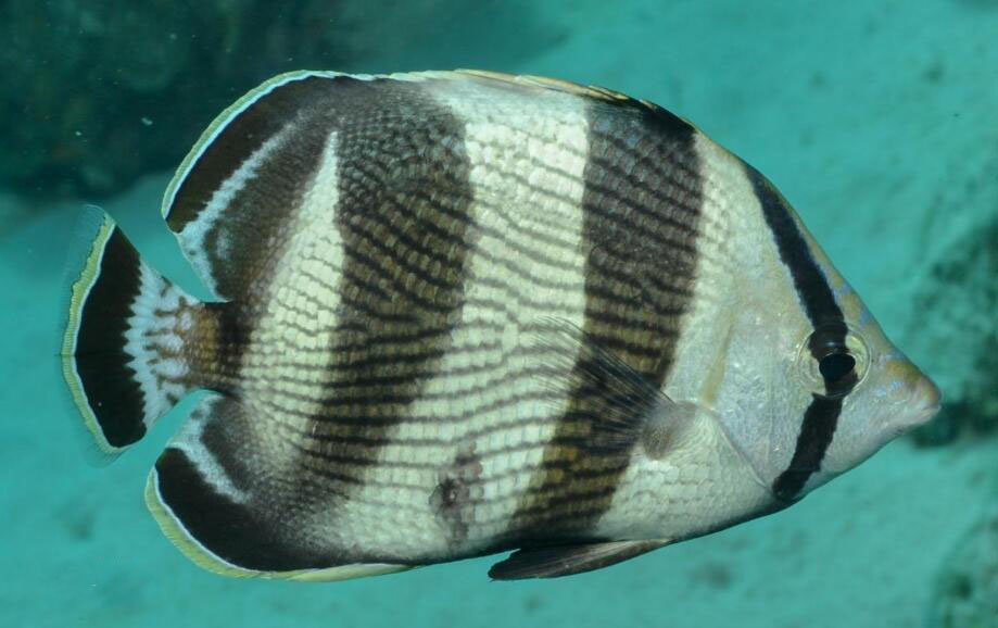 条带蝴蝶鱼.jpg