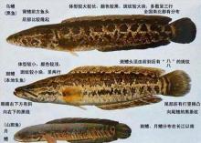 乌鳢、斑鳢、月鳢