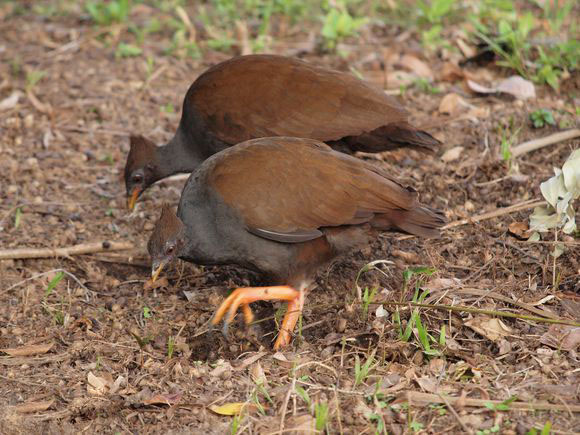 橙脚冢雉.jpg