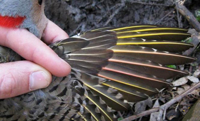 某些“黄色北扑翅鴷”的黄色羽毛变成了红色