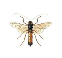 雄性成虫 模式图