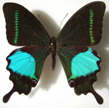 巴黎翠凤蝶东爪哇亚种（♂）