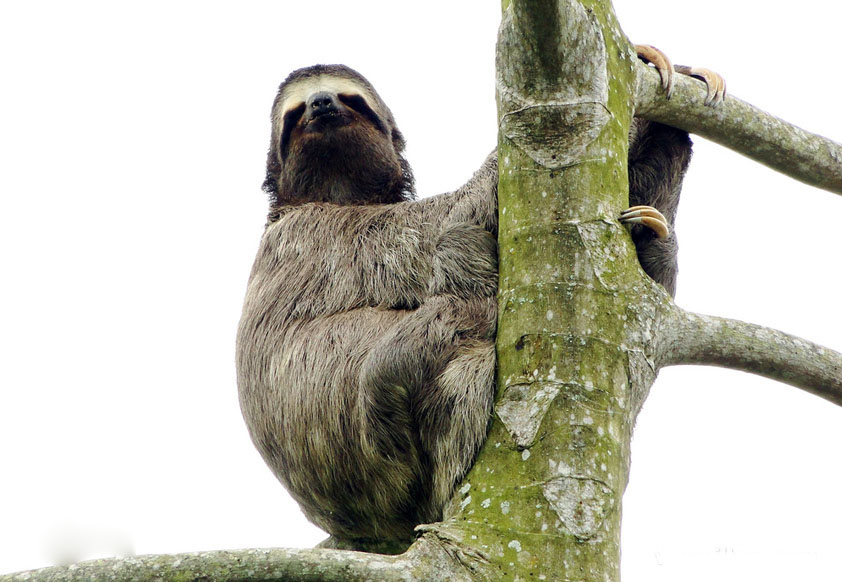 白喉三趾树懒.jpg