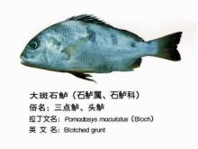大斑石鲈