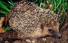 普通刺猬 Erinaceus europaeus