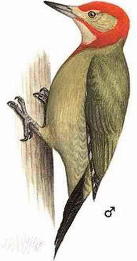 红颈啄木鸟.jpg