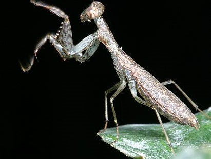 微翅跳螳螂.jpg