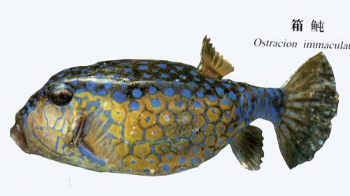 箱鲀.jpg