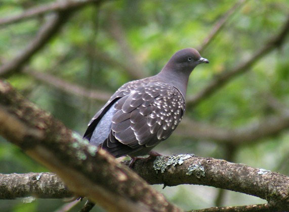 斑翅鸽.jpg