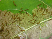 杨扇舟蛾低龄幼虫