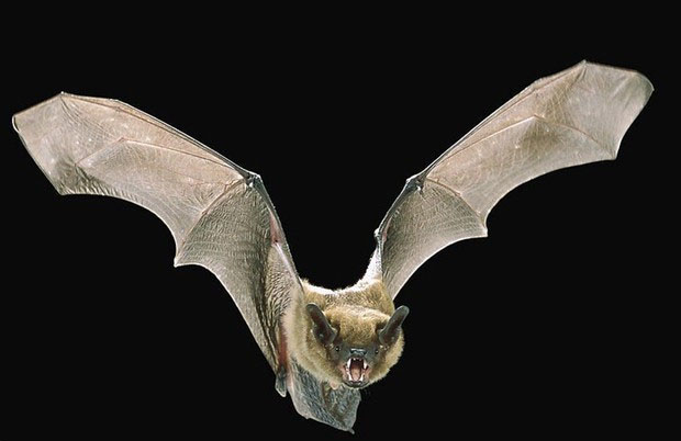 蝙蝠.jpg