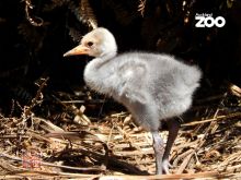 澳洲鹤Brolga每年产一窝，两枚卵。