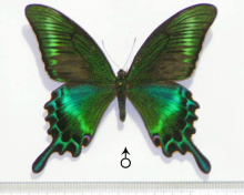 绿带翠凤蝶（雄）