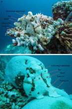 大斑躄鱼白色个体伪装示意图·