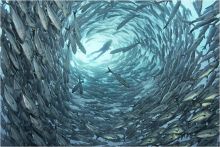 圆柱形六带鲹鱼群风暴