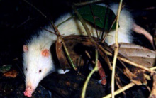 拉氏鼩猬 Echinosorex gymnurus