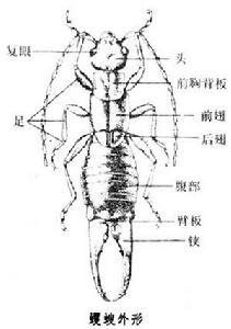 革翅目