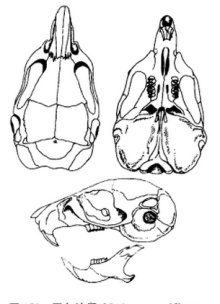 子午沙鼠头骨