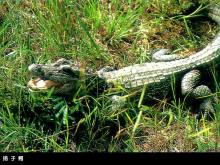 扬子鳄