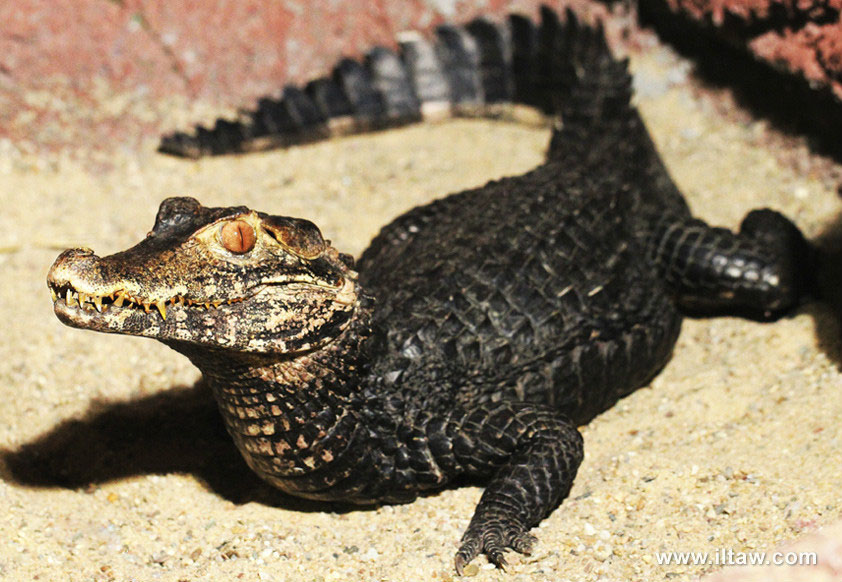 钝吻古鳄.jpg