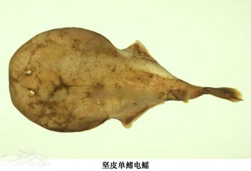 坚皮单鳍电鳐.jpg
