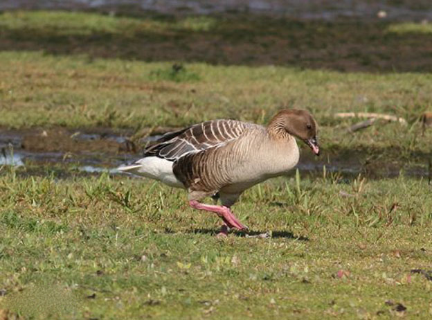 粉脚雁.jpg