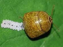 筛豆龟蝽成虫产卵