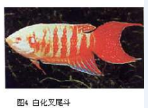 白化品种：白兔天堂