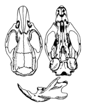 褐家鼠头骨