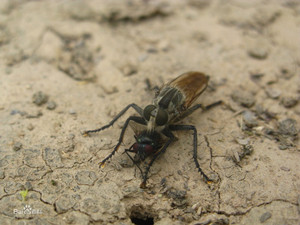 正在捕食苍蝇的食虫虻