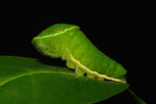 巴黎翠凤蝶的幼虫