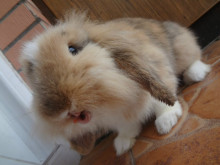 国内普通短毛垂耳兔