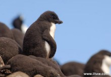 小凤头黄眉企鹅