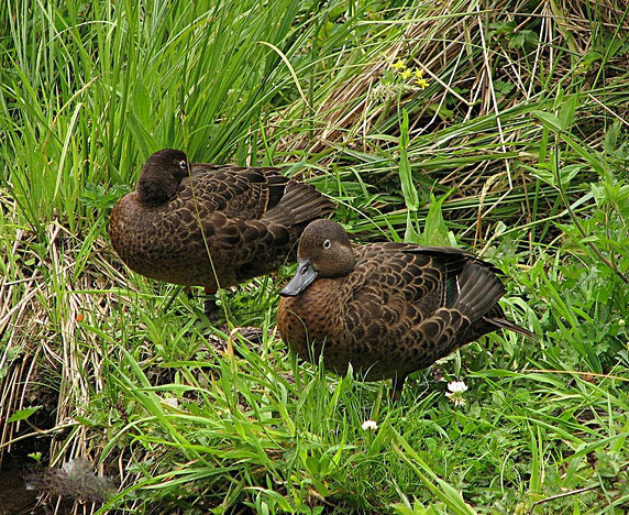 褐鸭.jpg