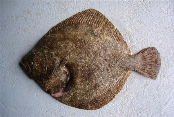 瘤棘鲆.jpg