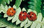 七星瓢虫(Coccinella 7-punctata)的成虫