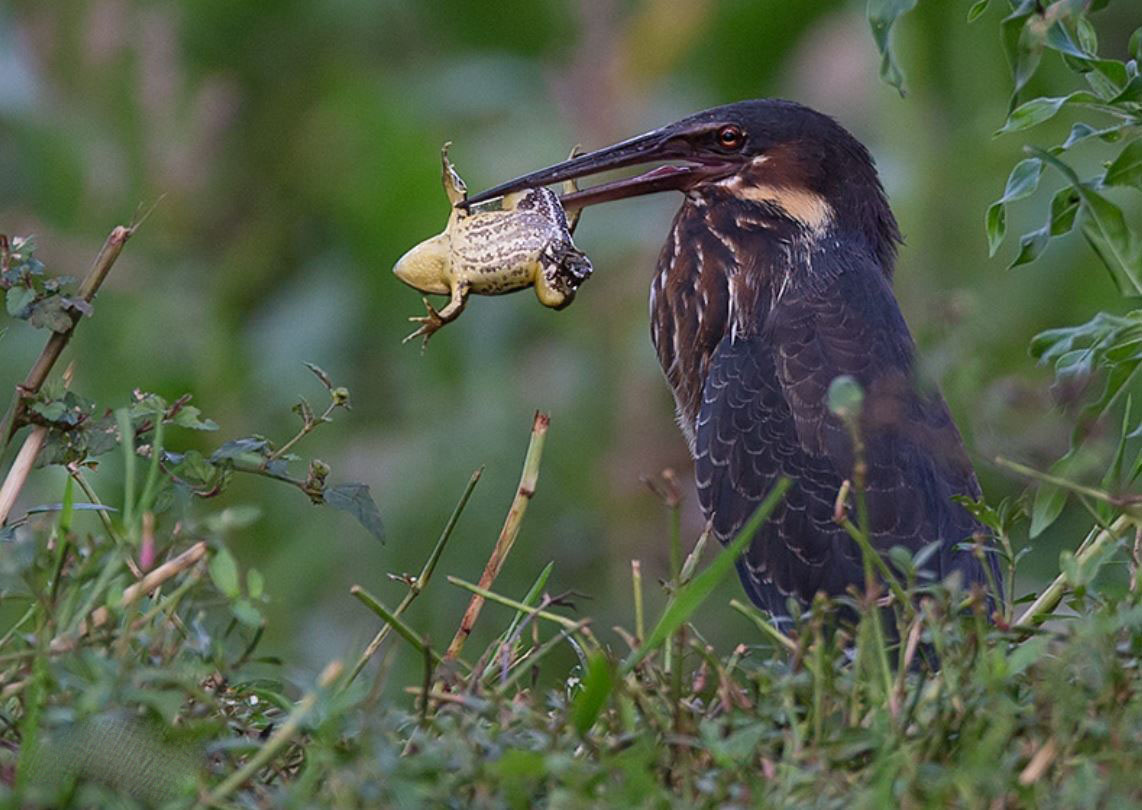 黑鳽.jpg