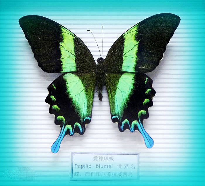 蓝尾翠凤蝶.jpg
