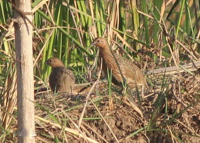 褐色蓝胸鹑.jpg