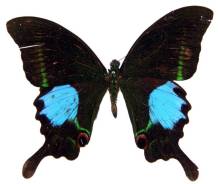 巴黎翠凤蝶泰米尔纳德亚种（♂）