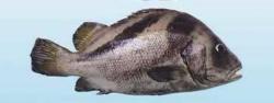 大斑石鲈