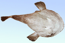 黑鮟鱇（Lophiomus setigerus）