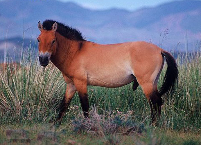 普氏野马.jpg
