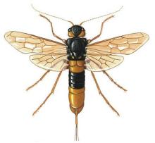 雌性成虫 模式图