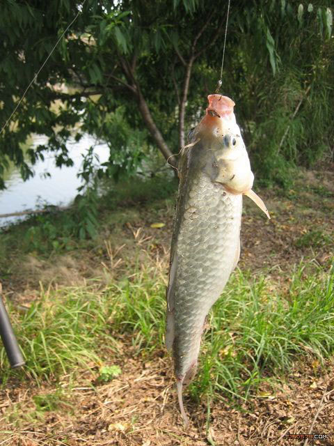 刺鱼.jpg