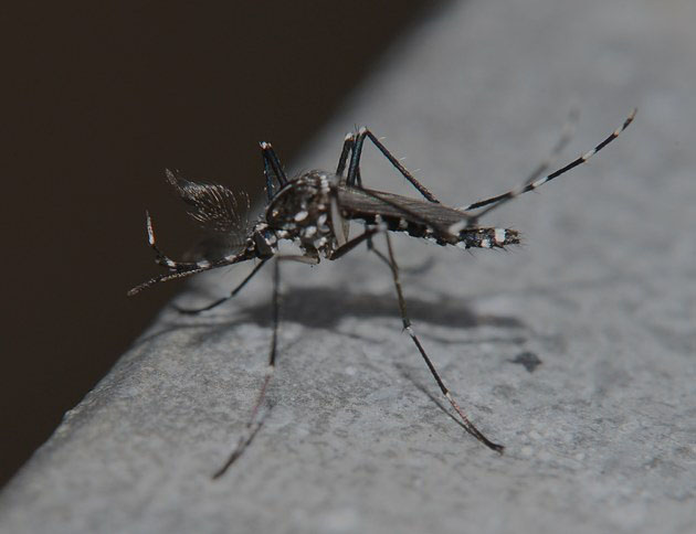白纹伊蚊.jpg