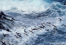 凤头黄眉企鹅游泳