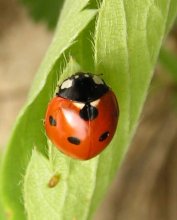 七星瓢虫Coccinella septempunctata