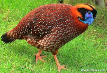 圈养的红腹角雉